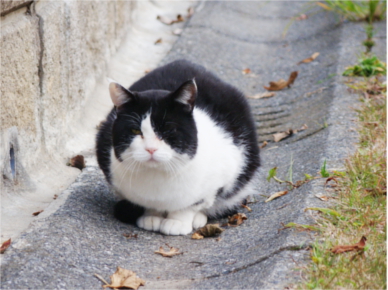 ものくろねこ